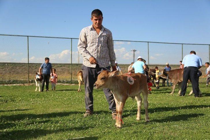 3. Geleneksel Çermik Festivalinde Erzurum’un En Güzel Buzağıları Yarıştı G3