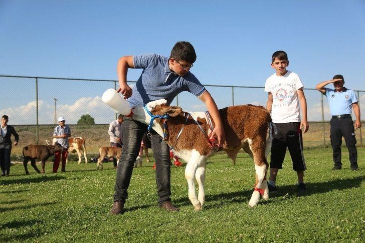 3. Geleneksel Çermik Festivalinde Erzurum’un En Güzel Buzağıları Yarıştı G4
