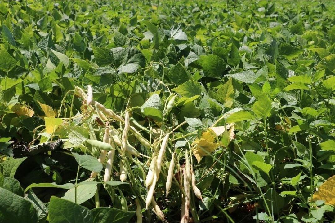 Erzincan&rsquo;da Tarla G&uuml;n&uuml; D&uuml;zenlendi