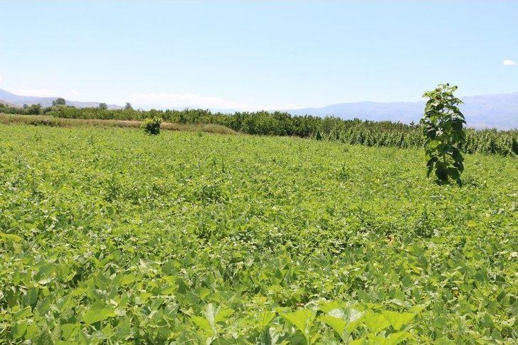 Erzincan’da Tarla Günü Düzenlendi G3