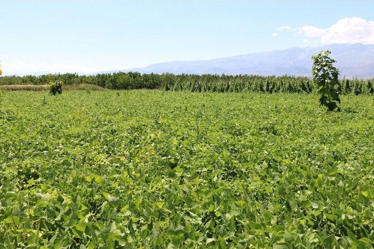 Erzincan’da Tarla Günü Düzenlendi G4