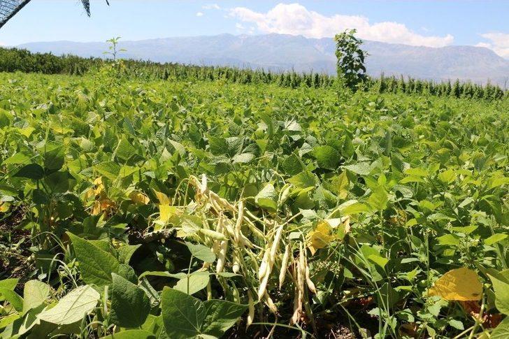 Erzincan’da Tarla Günü Düzenlendi G5