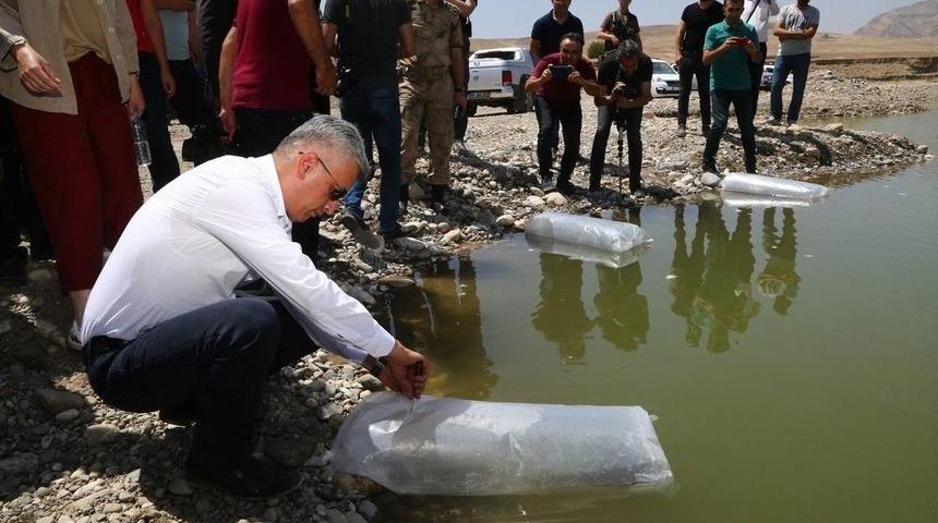 Yavru Balıklar Dicle’ye Kavuştu