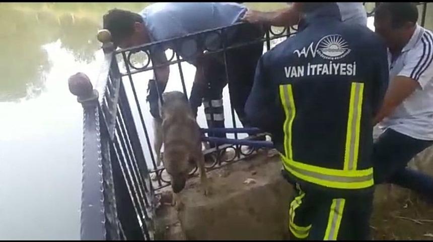 İtfaiyeden K&ouml;pek Kurtarma Operasyonu