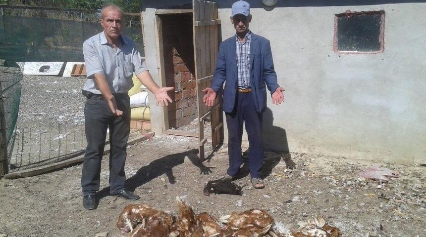 Tekirdağ&rsquo;da A&ccedil; Kalan K&ouml;pekler, Tavuk Ve Hindileri Telef Etti