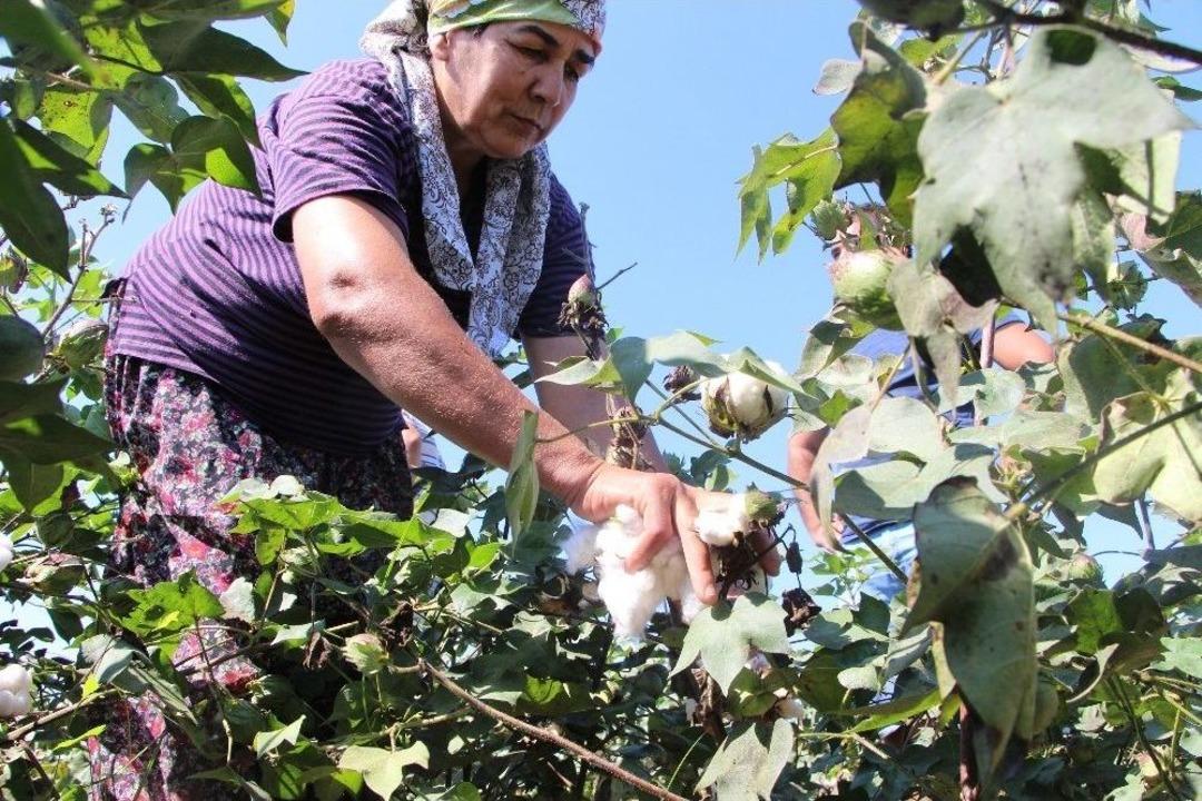 Antalya&rsquo;da Sezonun İlk Pamuğu Kilogramı 50 Liradan Satıldı