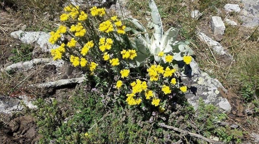 Emet&rsquo;te &rsquo;sarı Ot&rsquo; Hasadı