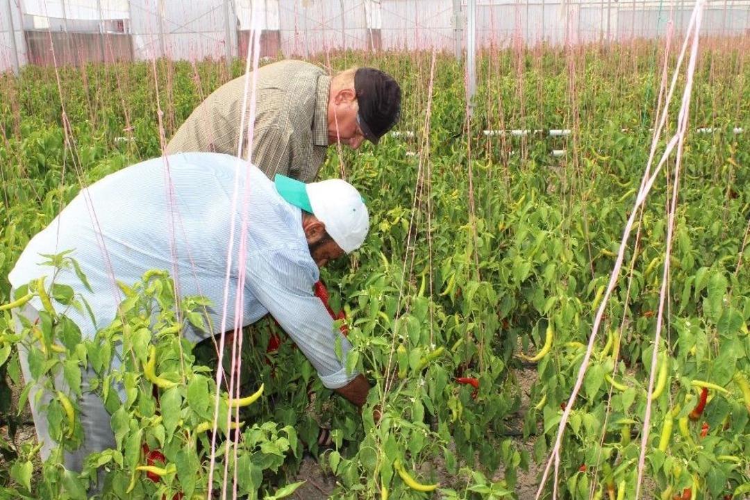 M&uuml;ltecilerin Hayal &Ouml;rt&uuml;s&uuml; İlk Hasadını Verdi