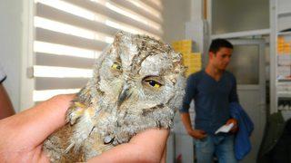 Yaralı Baykuş’u Veterinerde Tedavi Ettirdi