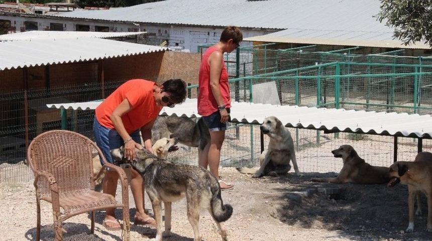 &Ccedil;eşme&rsquo;de Sokak Hayvanları Sahipsiz Değil