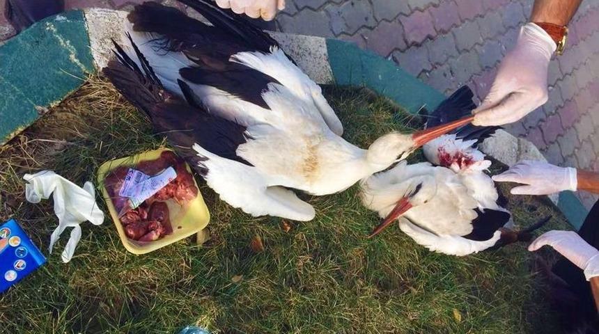 Yaralı 3 Leylek Kurtarıldı