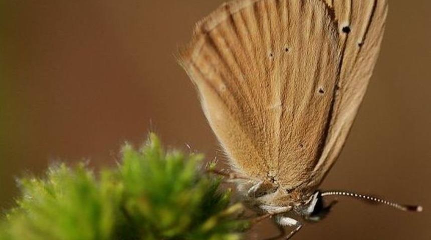 G&uuml;m&uuml;şhane Kelebeklerine Yeni Bir T&uuml;r Daha Eklendi