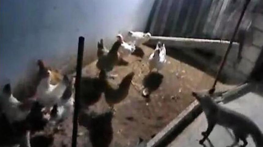 Tavukları Eksilince K&uuml;mese G&uuml;venlik Kamerası Kurdu