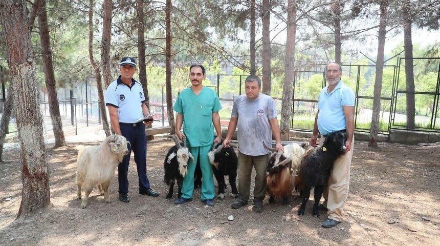 Ka&ccedil;an Kurbanlıklar Bulunarak Sahibine Teslim Edildi