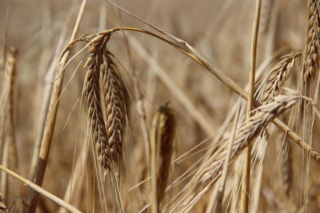 T&uuml;rkiye&rsquo;nin Buğday Ambarında Hasat Başladı