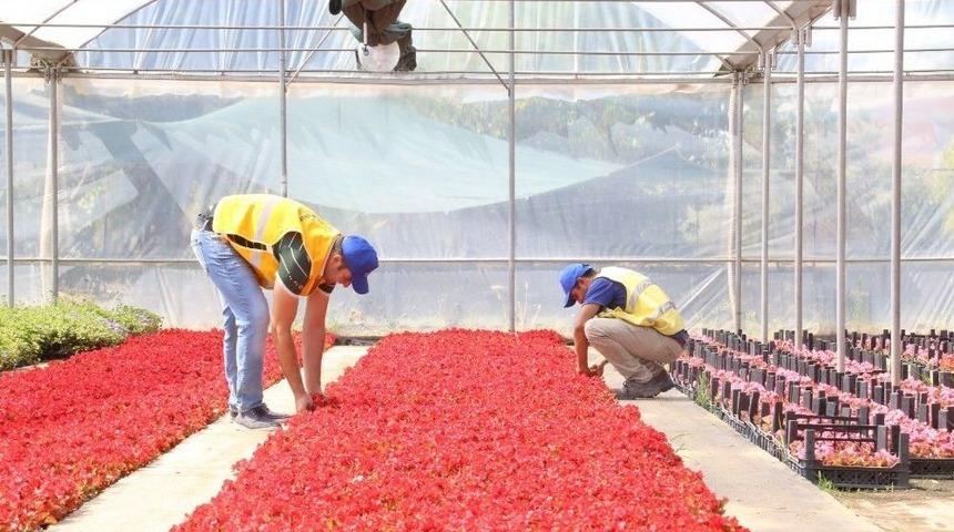 B&uuml;y&uuml;kşehir Belediyesi Kendi Yetiştirdiği &Ccedil;i&ccedil;eklerle Aydın&rsquo;ı G&uuml;zelleştiriyor