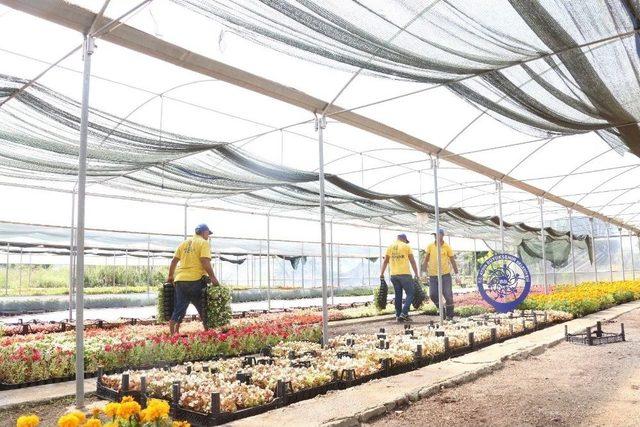 Büyükşehir Belediyesi Kendi Yetiştirdiği Çiçeklerle Aydın’ı Güzelleştiriyor