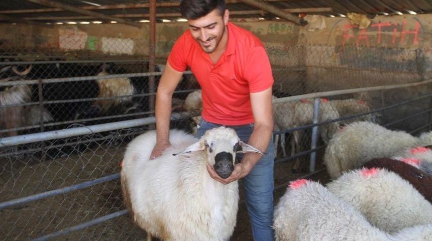 Elazığ&rsquo;da Kurbanlıklar Pazara İndi