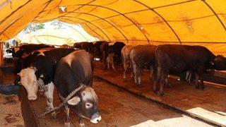 Kurban Pazarının ’kralı’