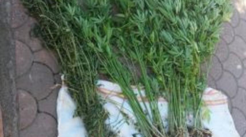 Sakarya’da 500 Gram Kubar Esrar Ele Geçirildi