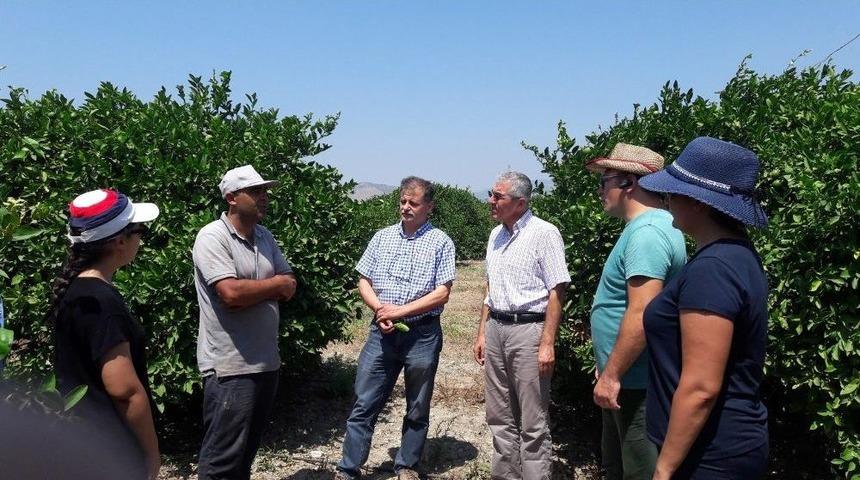 Aydın’da, Akdeniz Meyve Sineği’ne Karşı Önlemler Arttırıldı
