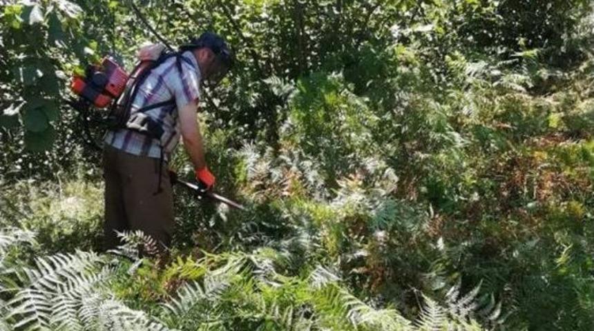 &Uuml;reticilerin, Fındık Hasadı &Ouml;ncesi Yabani Ot Ve Dip Temizliği