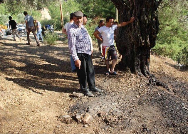 Aydın’da Piknik Ateşi Yangına Sebep Oldu