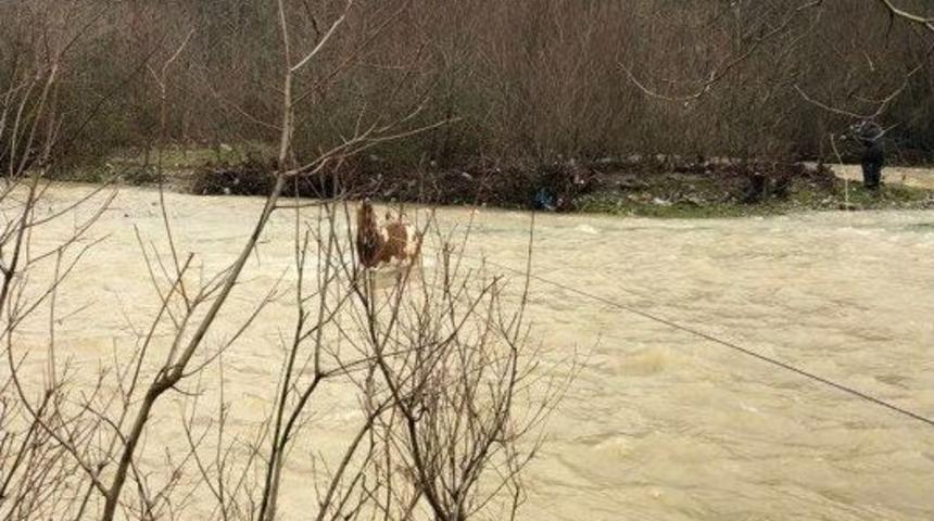 Irmakta Mahsur Kalan B&uuml;y&uuml;kbaş Hayvanları İtfaiye Kurtardı
