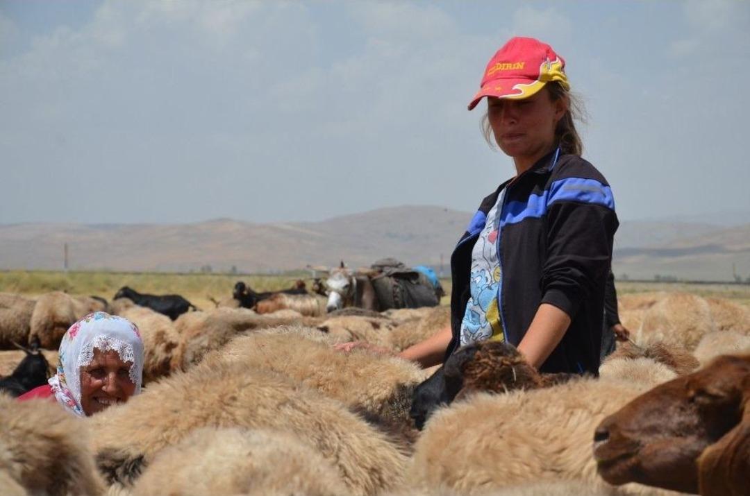 Yaz Tatilinde S&uuml;t Sağım Mesaisi
