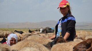 Yaz Tatilinde Süt Sağım Mesaisi