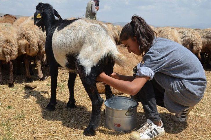 Yaz Tatilinde Süt Sağım Mesaisi G1