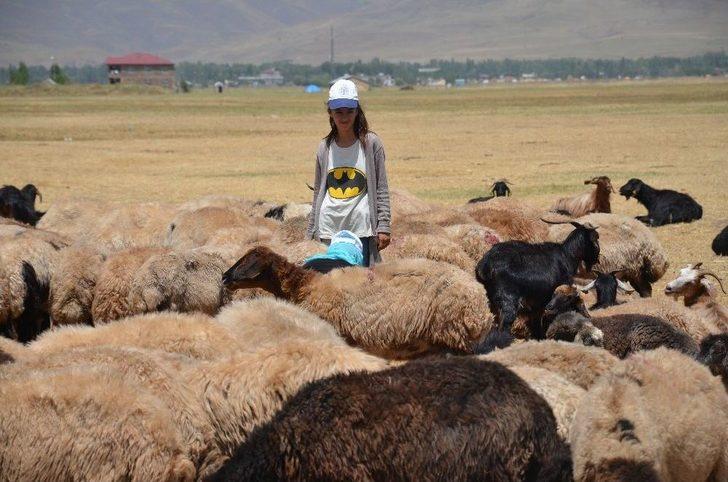 Yaz Tatilinde Süt Sağım Mesaisi G2