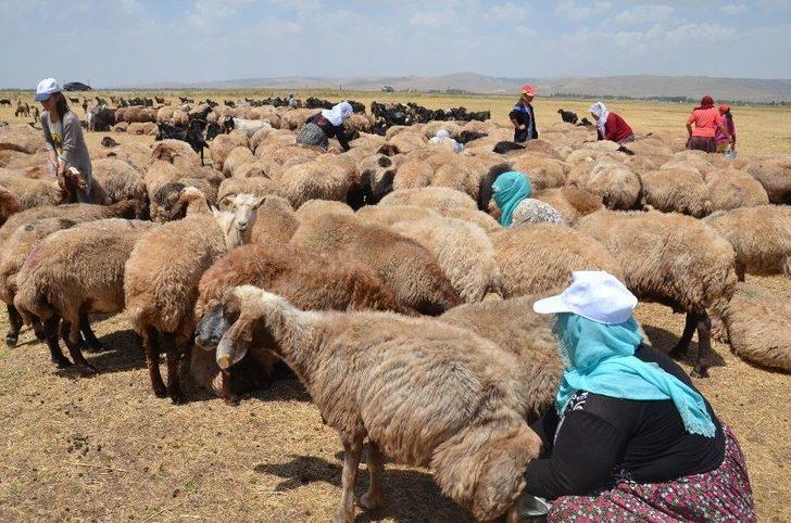 Yaz Tatilinde Süt Sağım Mesaisi G4