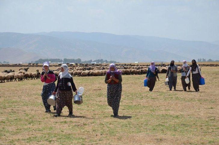 Yaz Tatilinde Süt Sağım Mesaisi G5