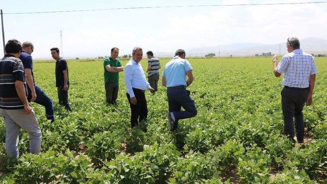 Niğde’de Barbunya Ekimi Yapıldı