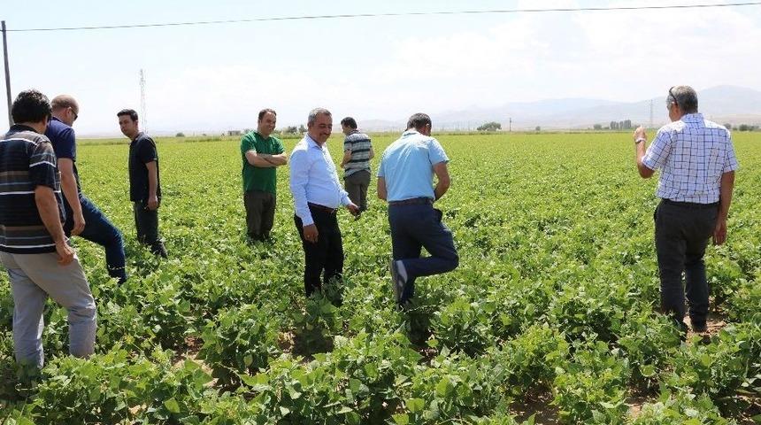 Niğde&rsquo;de Barbunya Ekimi Yapıldı