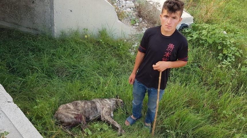 Rahatsız Ediyor Diye K&ouml;peği T&uuml;fekle Vurdu