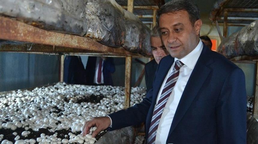 Vali Şıldak: &ldquo;altınyayla&rsquo;da G&uuml;nde 20 Tom Mantar Yetiştiriliyor&rdquo;