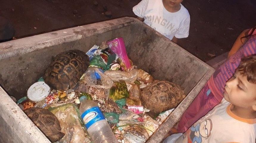 &Ccedil;&ouml;pe Konteynerine Atılan 3 Kaplumbağa Kurtarıldı