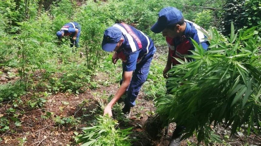 Sakarya&rsquo;da 605 K&ouml;k Hint Keneviri Ele Ge&ccedil;irildi