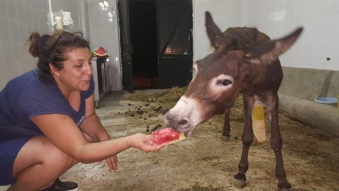Yaralı Eşeğe Hayvan Severler Sahip &Ccedil;ıktı