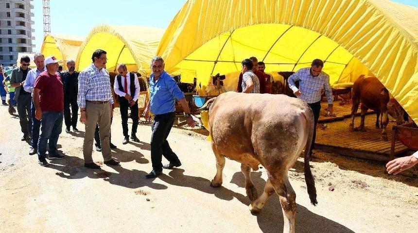 Ovacık Kurban Satış Alanı Hizmete Hazır