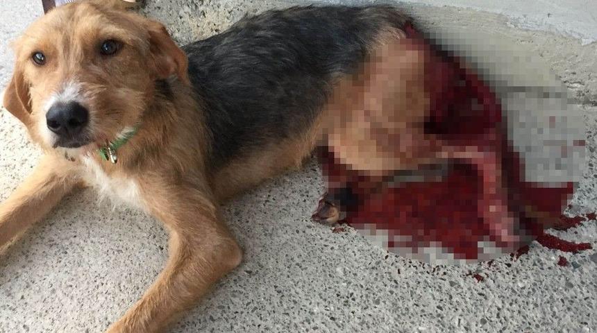 Bah&ccedil;esine Giren K&ouml;peği Baltayla Ağır Yaraladı