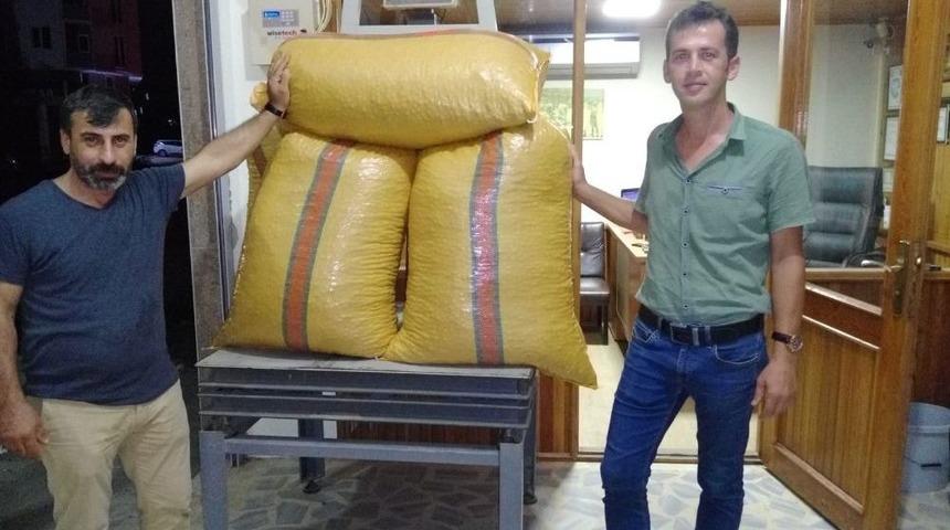 Yılın İlk Fındığı Fatsa&rsquo;da T&uuml;ccara İndi