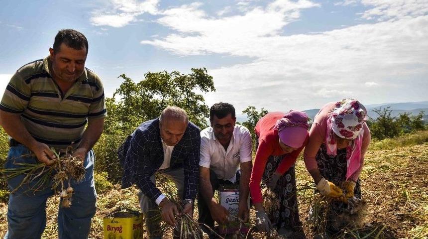 Başkan Arslan, Sarımsak Tarlasını Ziyaret Etti