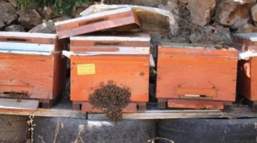 (&ouml;zel) Devlet Desteğiyle Doğal Bal &Uuml;retiyor