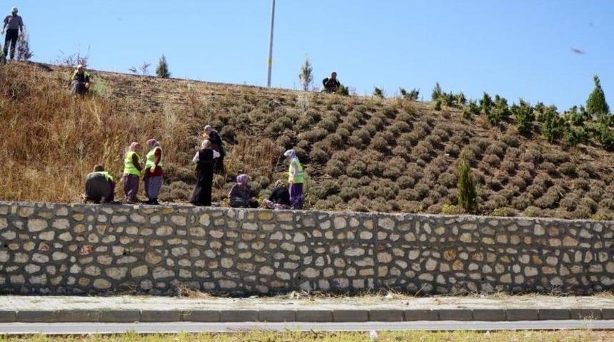 Adıyaman Girişinde Bakım Çalışmaları