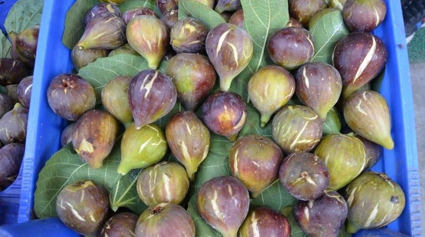 Yılın İlk Yerli İnciri &Ccedil;ıktı