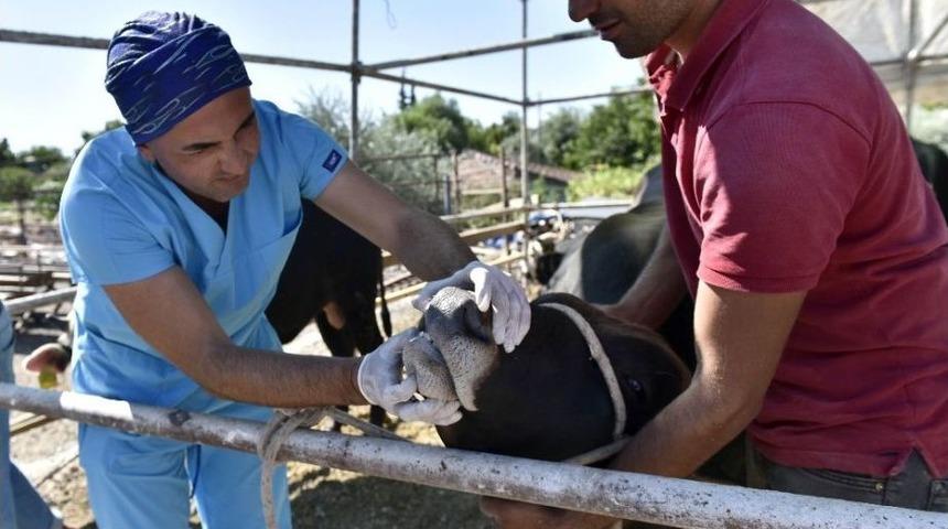 Antalya&rsquo;ya Kurbanlık Gelmeye Başladı