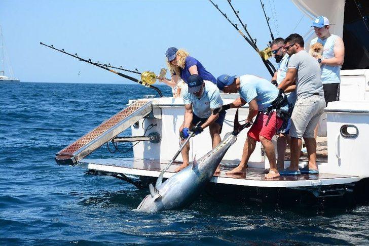 Ünlü İş Adamlarının Katıldığı Balık Turnuvasında 118 Kiloluk Orkinos Tutuldu G1